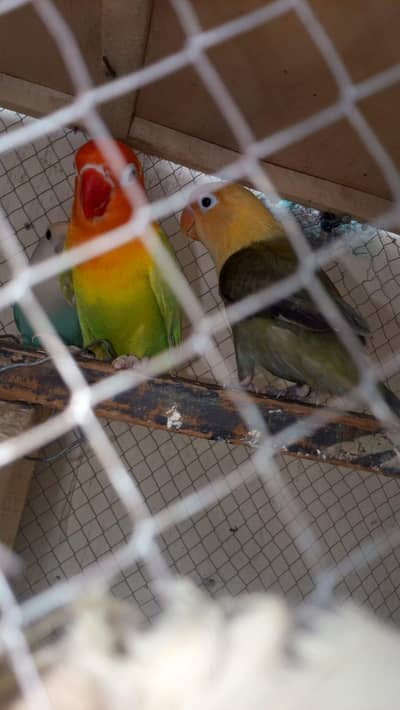 love birds
