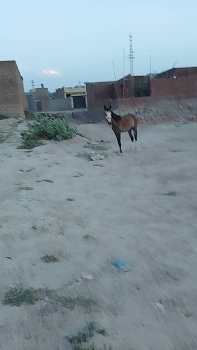 Kulli wachari forsale 2.5 Saal Umar 28 din ki cross Desi morni nasal