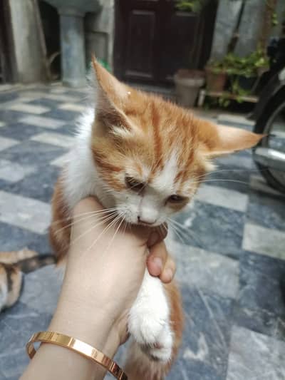  Cute Orange & White Kitten for Sale