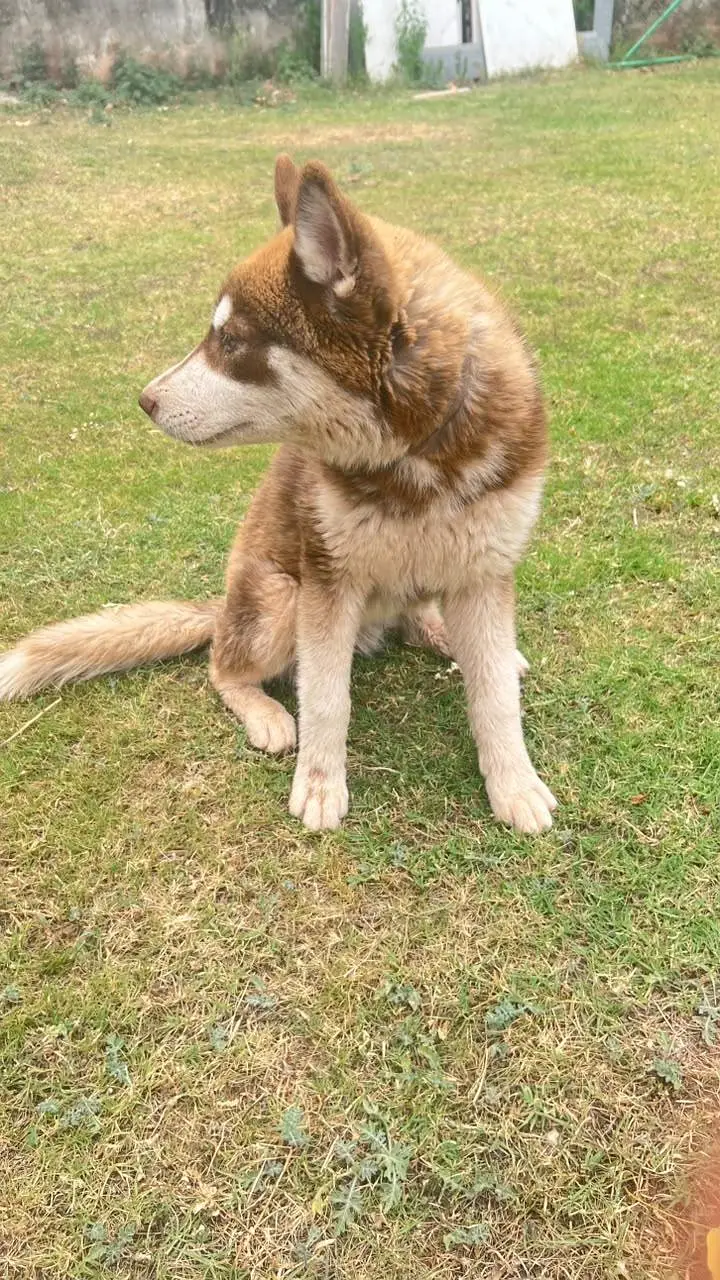 Siberian Husky Female Puppy for Sale – 4 Months Old