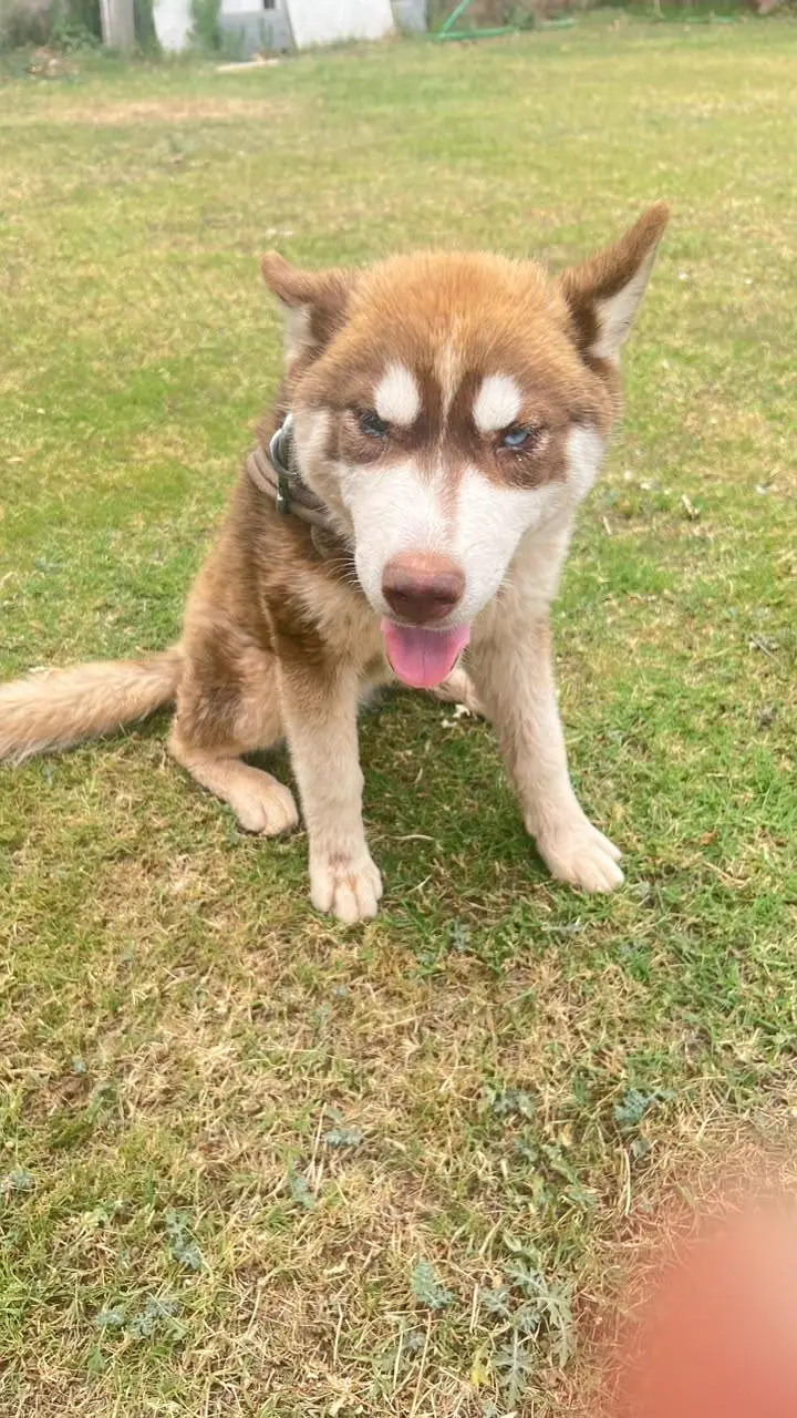 Siberian Husky Female Puppy for Sale – 4 Months Old — photo 2