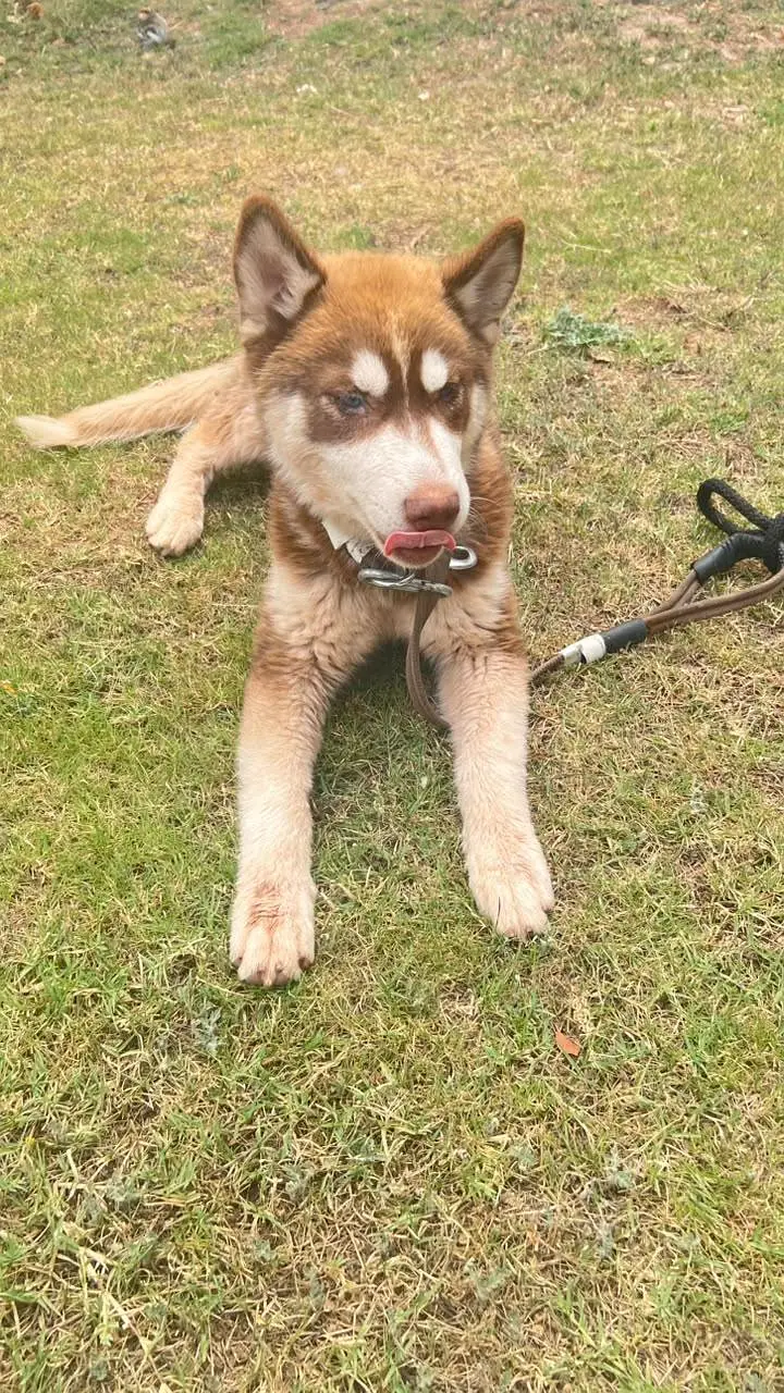 Siberian Husky Female Puppy for Sale – 4 Months Old — photo 3