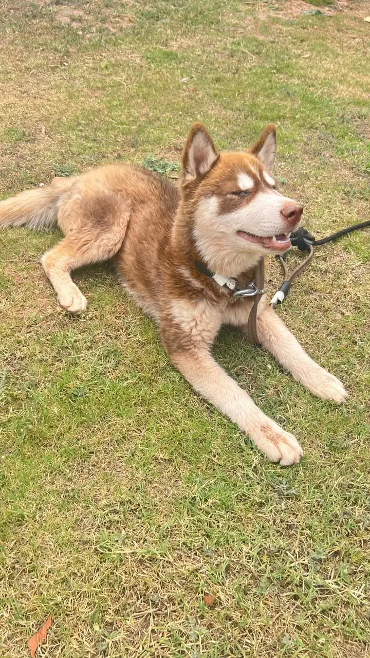 Siberian Husky Female Puppy for Sale – 4 Months Old — photo 5
