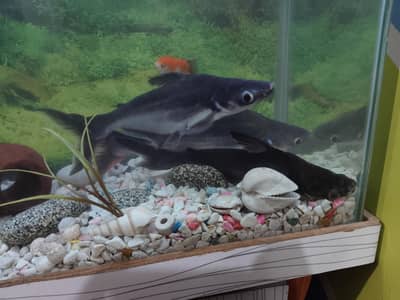 Blue line shark 3 Fish 10 inch size