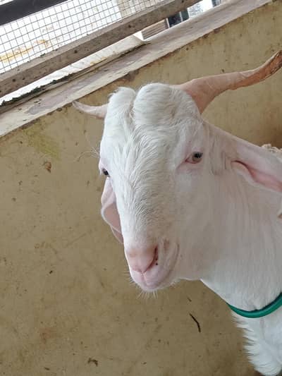 Gulabi bakra