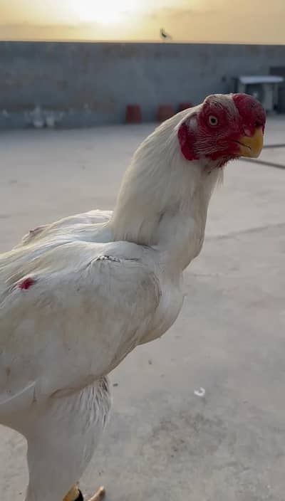 Parrot beak chciks,parrot beek,parrot beak long tail indain