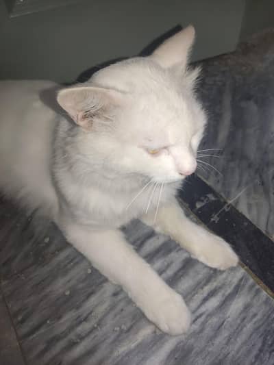 yellow eyes bht shareef he bacho ke sth adjust aram se ho jai ga