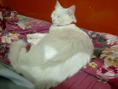 white very beautiful cat and 5 baby 03154262527