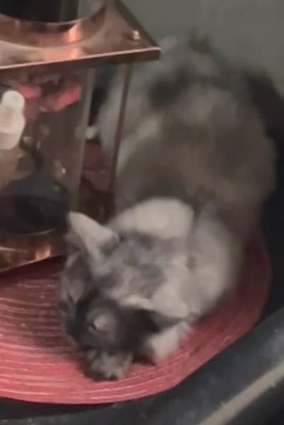 persian kitten for sale