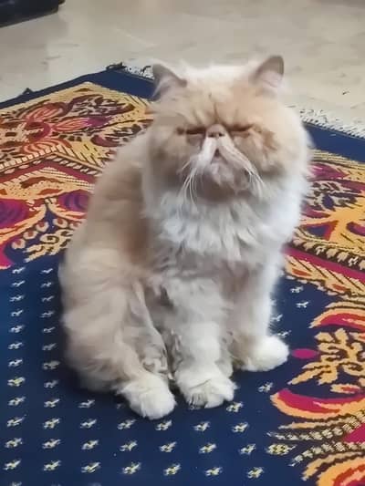 CFA bloodline peki male cat