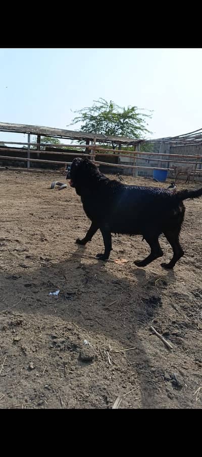 Labrador pur breed