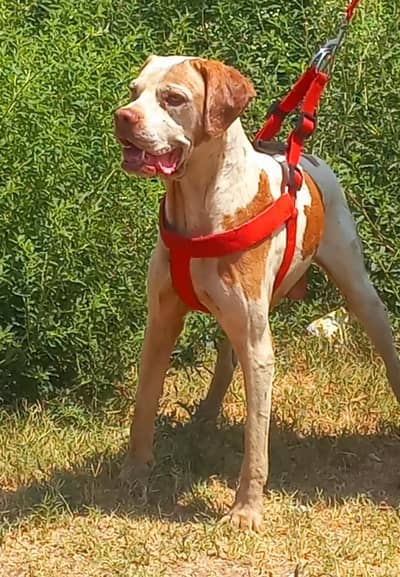 pure English pointer male full train jall and fair healthy and active