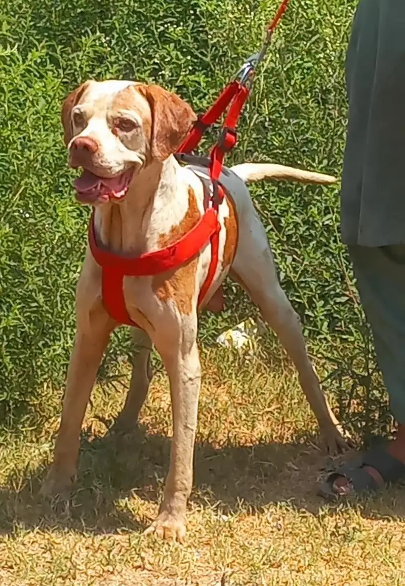 pure English pointer male full train jall and fair healthy and active — photo 3