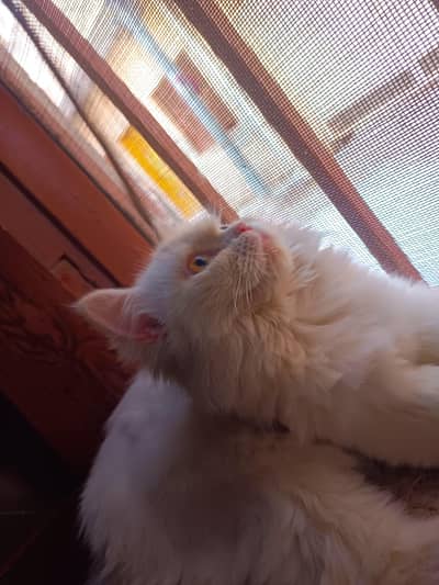 persian female cat for sale