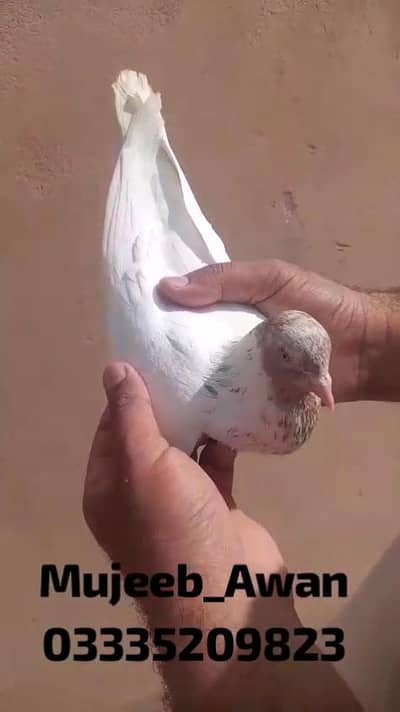 Pure Indian Surkha(سرخا), Galwa (گلوہ)