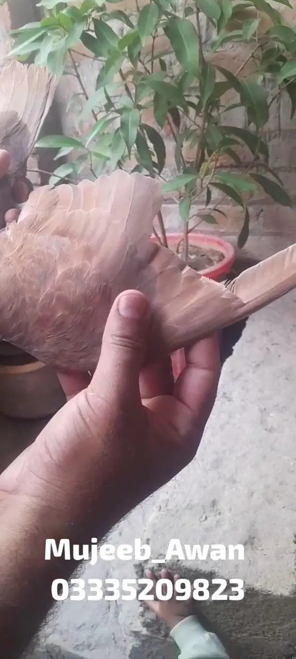 Pure Indian Surkha(سرخا), Galwa (گلوہ) — photo 10