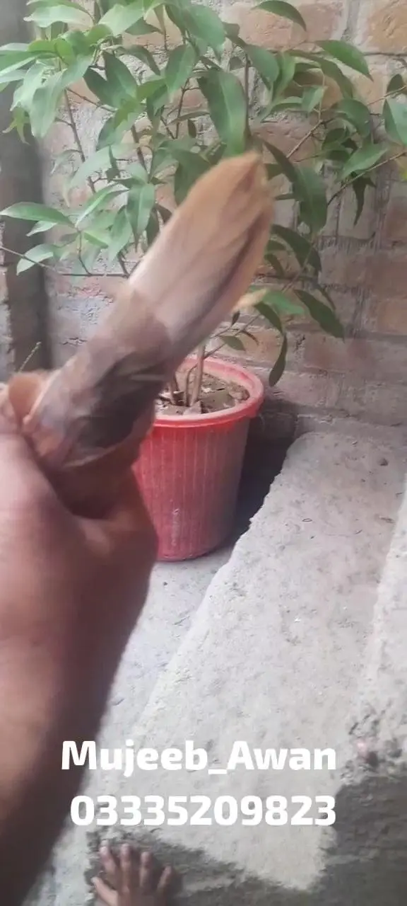 Pure Indian Surkha(سرخا), Galwa (گلوہ) — photo 8