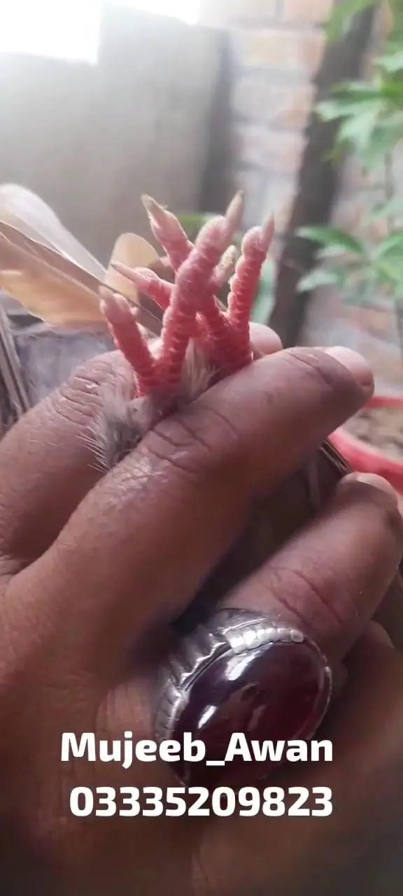 Pure Indian Surkha(سرخا), Galwa (گلوہ) — photo 9