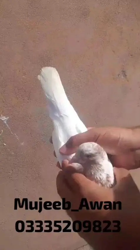 Pure Indian Surkha(سرخا), Galwa (گلوہ) — photo 5
