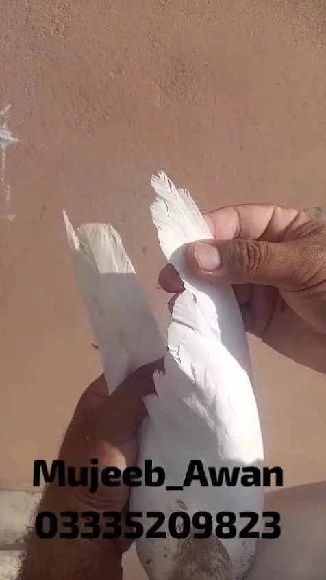 Pure Indian Surkha(سرخا), Galwa (گلوہ) — photo 6