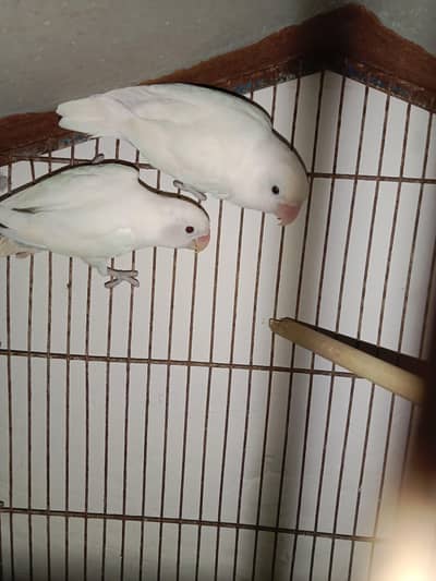 albino black eye