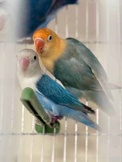 Top quality home breed love birds. Ready to first breed pair available