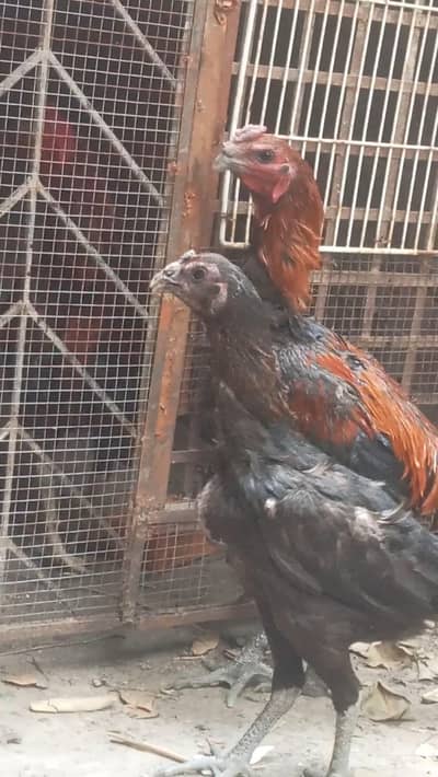 Thai dragon chicks extreme quality reasonable price contact 3214446828