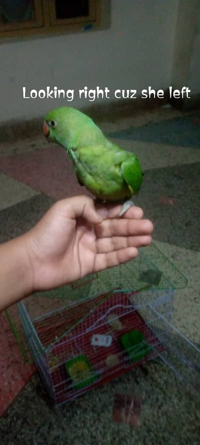 Femail green parrot with cage