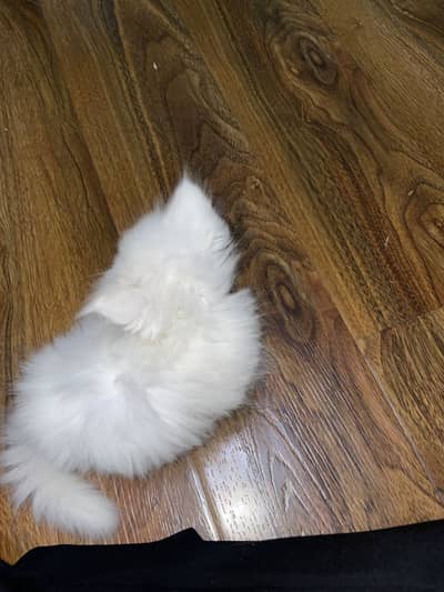 Persian cat