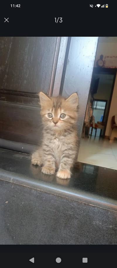 triple coat persian kitten
