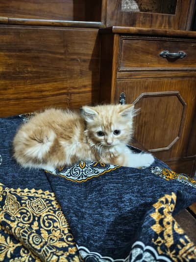 Male and female kitten pair for sale