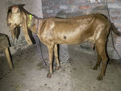 sahiwal breed bakri for sale