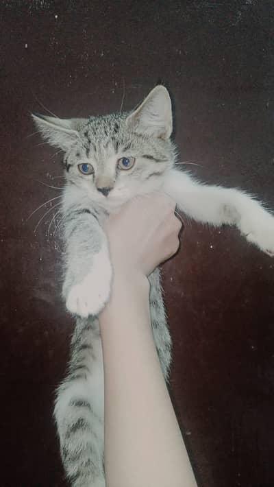 Cute Healthy Tabby Kitten for Sale | Playful & Friendly