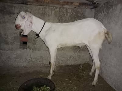 rajan puri bakra