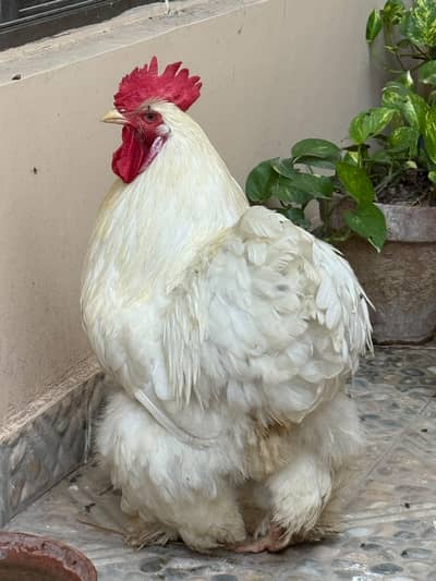 Full Size White Buff Murga