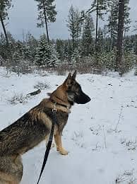 Working line german shepard pupies availabe