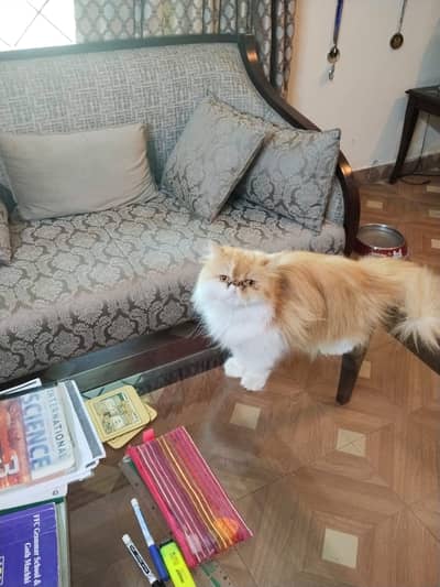 Piki Face Female | Peki | PERSAIN | Peke face | fluffy cat
