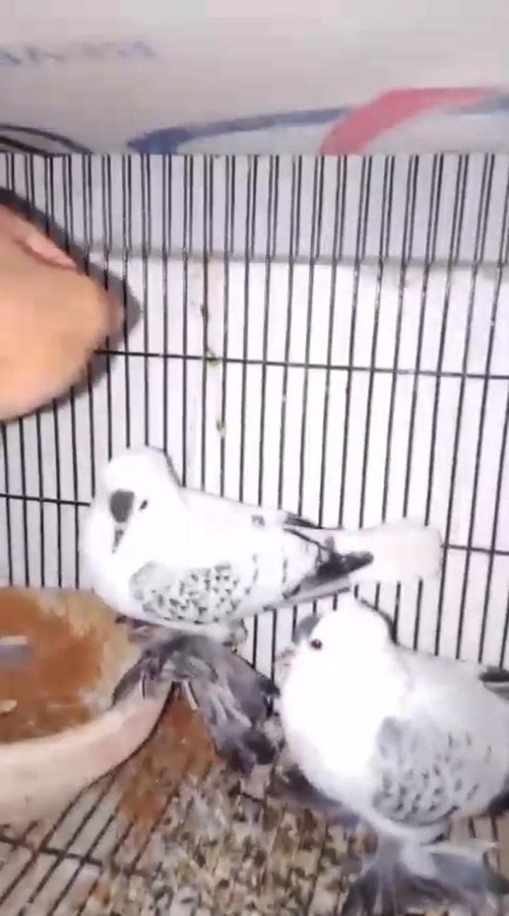 swallow 0