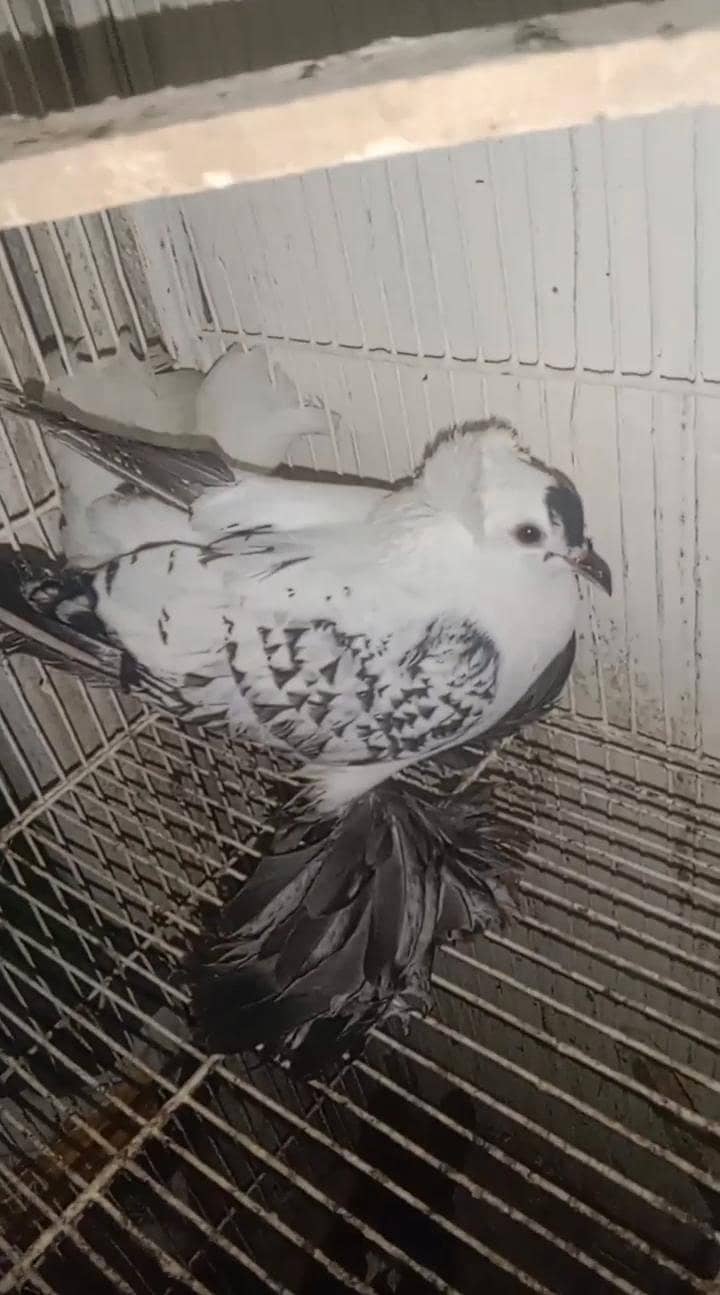 swallow 1