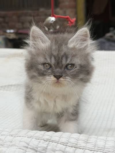 Bicolor Persian Male Kitten