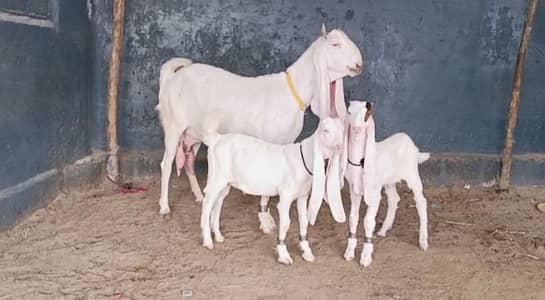 Gulabi Topline Female Goat with 2 Topline Gulabi Male kids