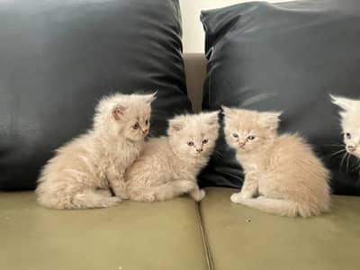 Doll face persians kittens male/female