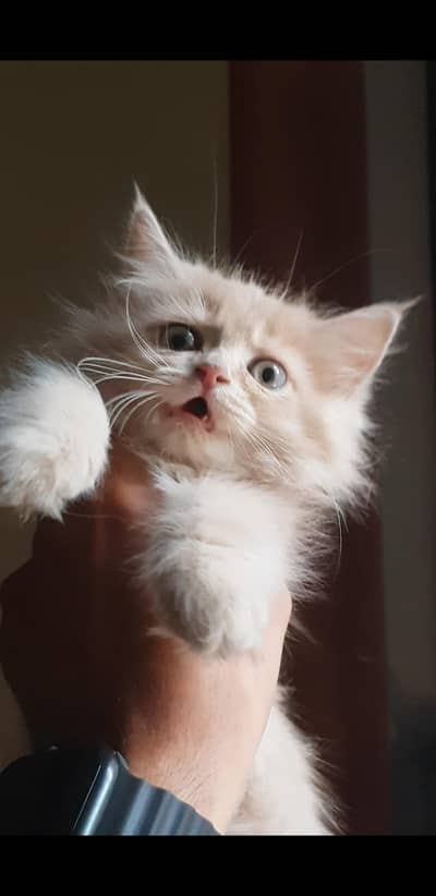 Persian kittens