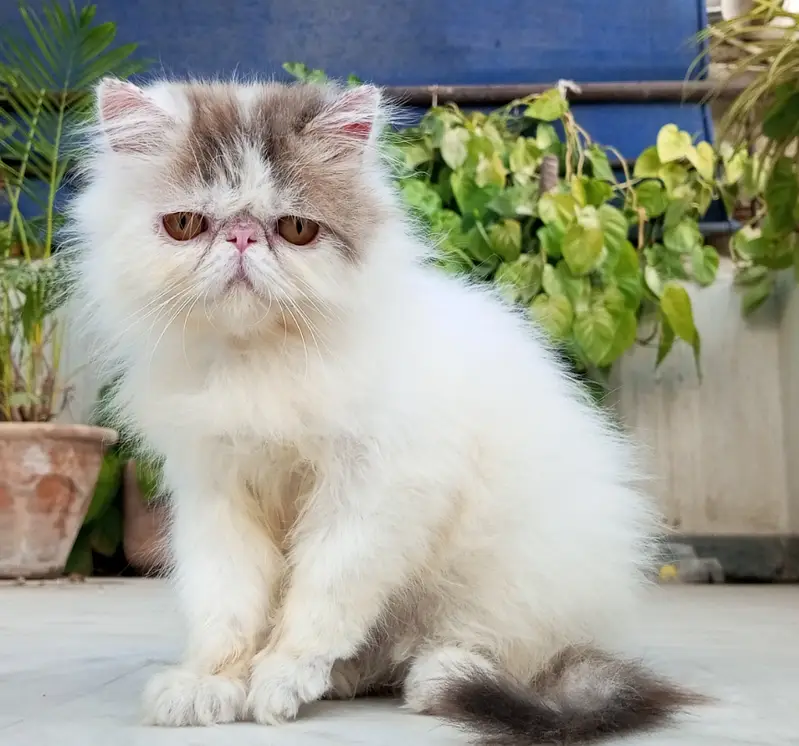 Tabby Patched Van Female Kitten CFA father CFA bloodline mother — photo 8