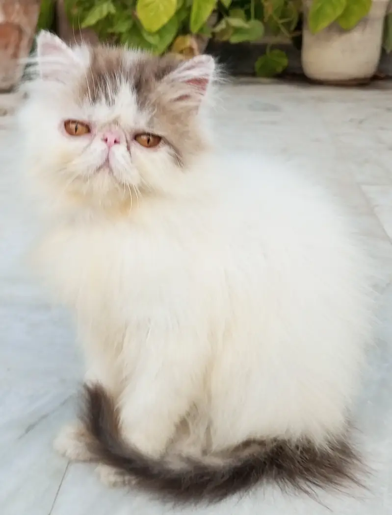 Tabby Patched Van Female Kitten CFA father CFA bloodline mother — photo 9