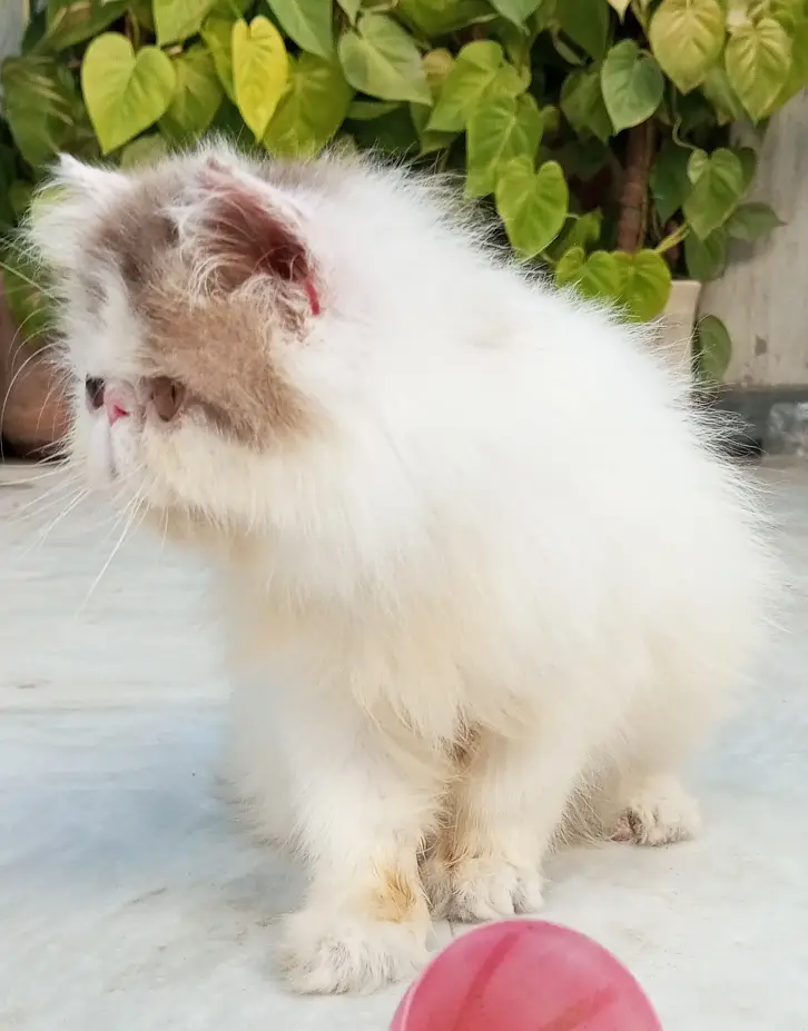Tabby Patched Van Female Kitten CFA father CFA bloodline mother — photo 10