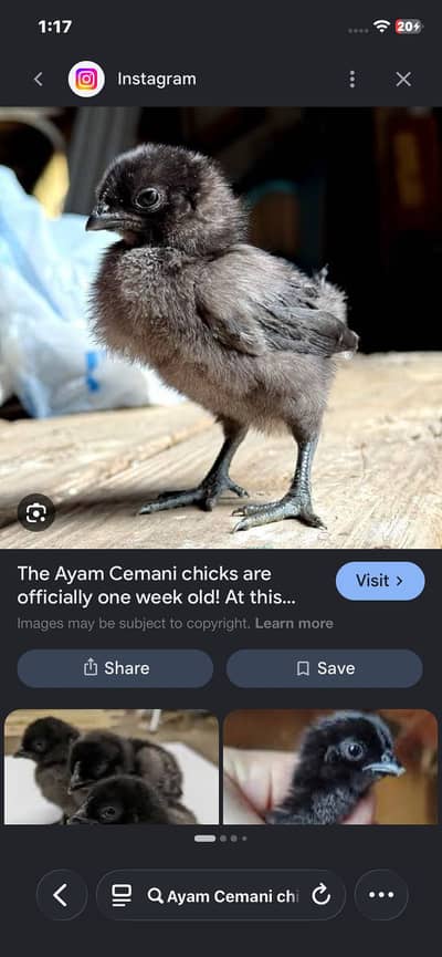 Ayam cemani 4 piece