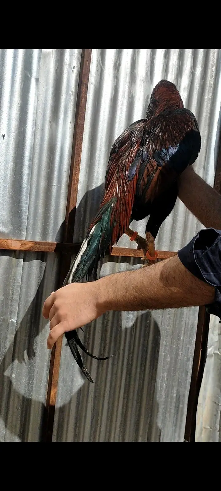 Lakha Aseel — photo 3