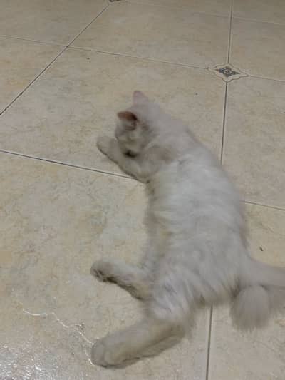 Kitten