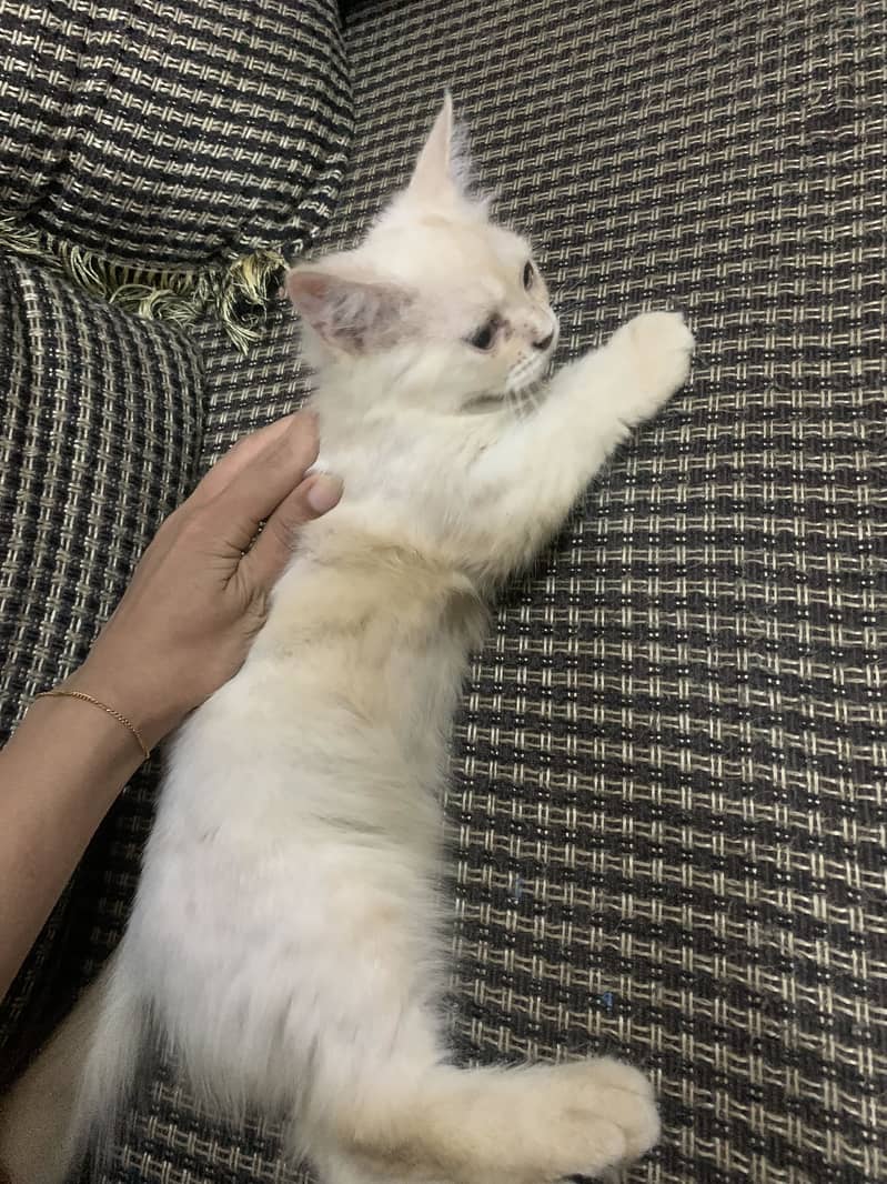 Kitten 1